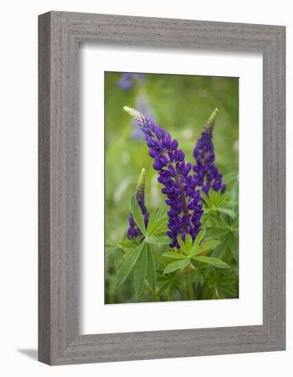 Close-up of Lupine Flowers, New Brunswick, Canada-Ellen Anon-Framed Photographic Print