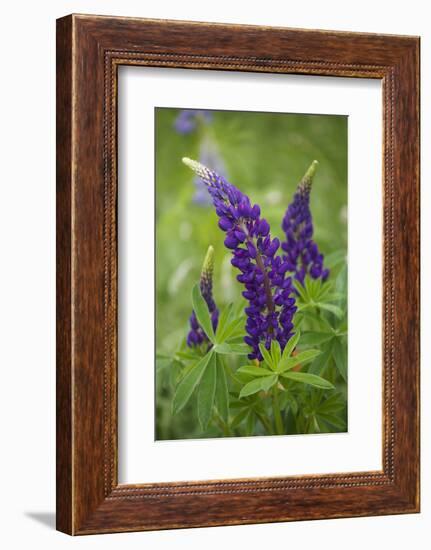 Close-up of Lupine Flowers, New Brunswick, Canada-Ellen Anon-Framed Photographic Print