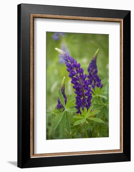 Close-up of Lupine Flowers, New Brunswick, Canada-Ellen Anon-Framed Photographic Print