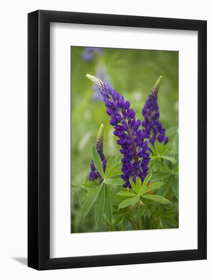 Close-up of Lupine Flowers, New Brunswick, Canada-Ellen Anon-Framed Photographic Print