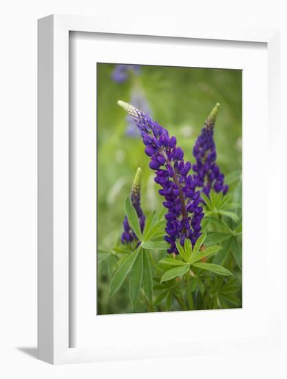 Close-up of Lupine Flowers, New Brunswick, Canada-Ellen Anon-Framed Photographic Print