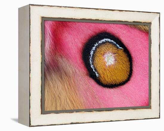 Close up of Madagascan silk moth eyespot on wing-Andy Sands-Framed Premier Image Canvas