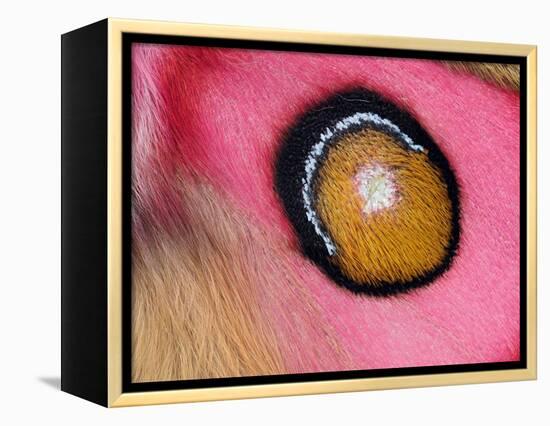Close up of Madagascan silk moth eyespot on wing-Andy Sands-Framed Premier Image Canvas