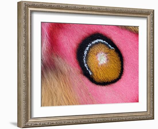 Close up of Madagascan silk moth eyespot on wing-Andy Sands-Framed Photographic Print