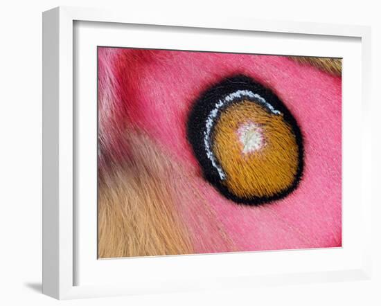 Close up of Madagascan silk moth eyespot on wing-Andy Sands-Framed Photographic Print