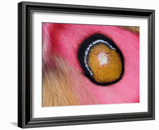 Close up of Madagascan silk moth eyespot on wing-Andy Sands-Framed Photographic Print