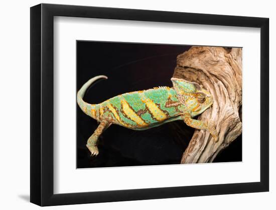 Close-up of Madagascar chameleon on wood-null-Framed Photographic Print