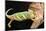 Close-up of Madagascar chameleon on wood-null-Mounted Photographic Print