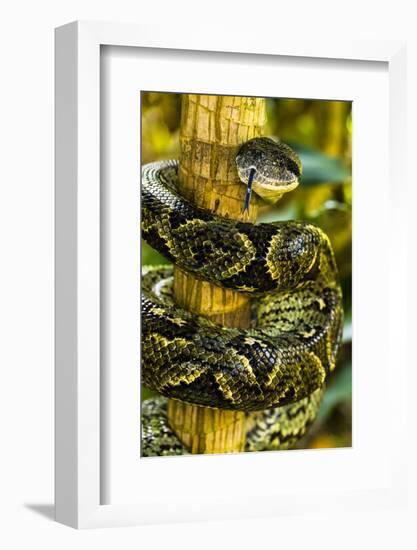 Close-up of Madagascar ground boa (Acrantophis madagascariensis), Madagascar-Panoramic Images-Framed Photographic Print