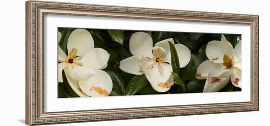 Close-Up of Magnolia Flowers-null-Framed Photographic Print