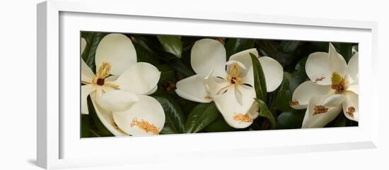 Close-Up of Magnolia Flowers-null-Framed Photographic Print