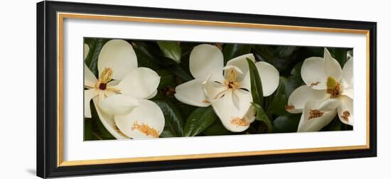 Close-Up of Magnolia Flowers-null-Framed Photographic Print