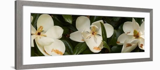 Close-Up of Magnolia Flowers-null-Framed Photographic Print