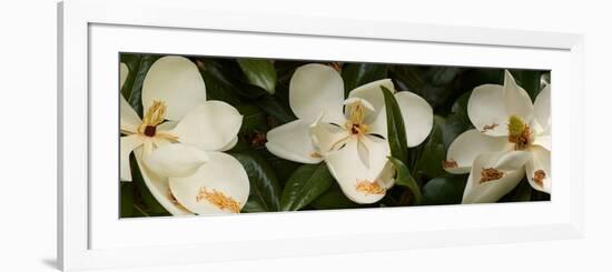 Close-Up of Magnolia Flowers-null-Framed Photographic Print