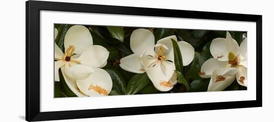 Close-Up of Magnolia Flowers-null-Framed Photographic Print