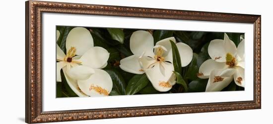 Close-Up of Magnolia Flowers-null-Framed Photographic Print