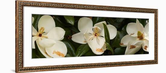 Close-Up of Magnolia Flowers-null-Framed Photographic Print