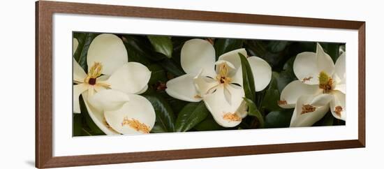 Close-Up of Magnolia Flowers-null-Framed Photographic Print