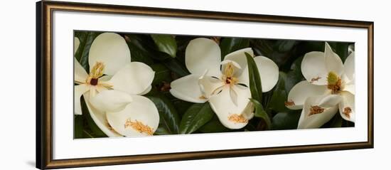 Close-Up of Magnolia Flowers-null-Framed Photographic Print