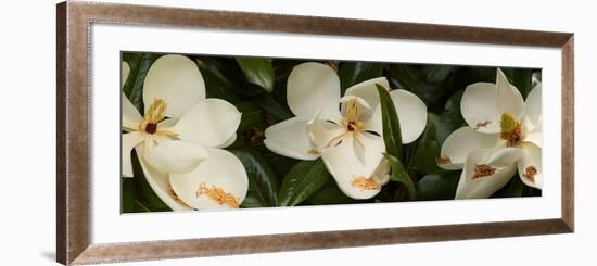 Close-Up of Magnolia Flowers--Framed Photographic Print