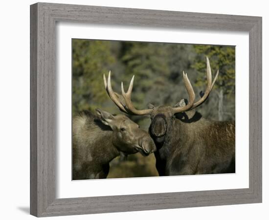 Close-up of Male and Female Moose Nuzzle, Anchorage, Alaska, USA-Arthur Morris-Framed Photographic Print