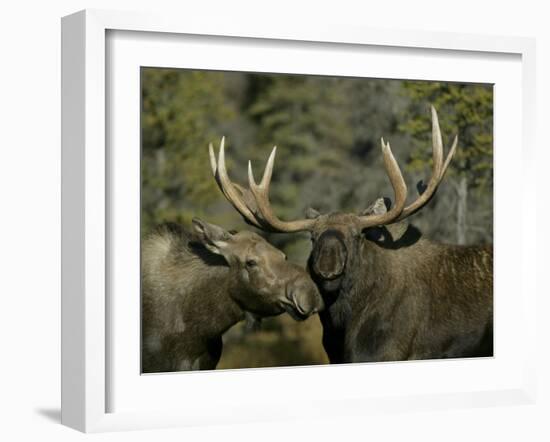 Close-up of Male and Female Moose Nuzzle, Anchorage, Alaska, USA-Arthur Morris-Framed Photographic Print