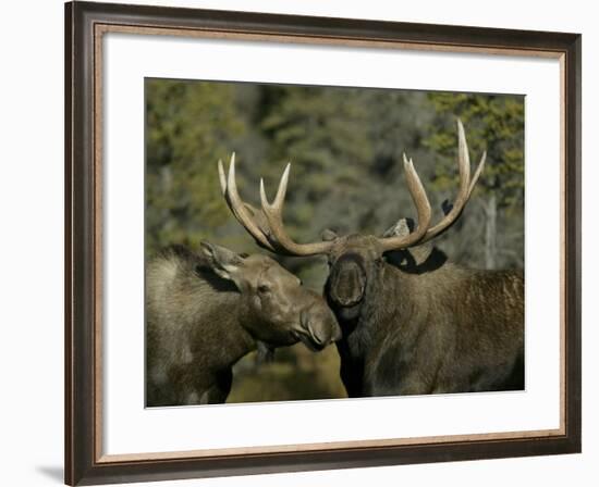 Close-up of Male and Female Moose Nuzzle, Anchorage, Alaska, USA-Arthur Morris-Framed Photographic Print