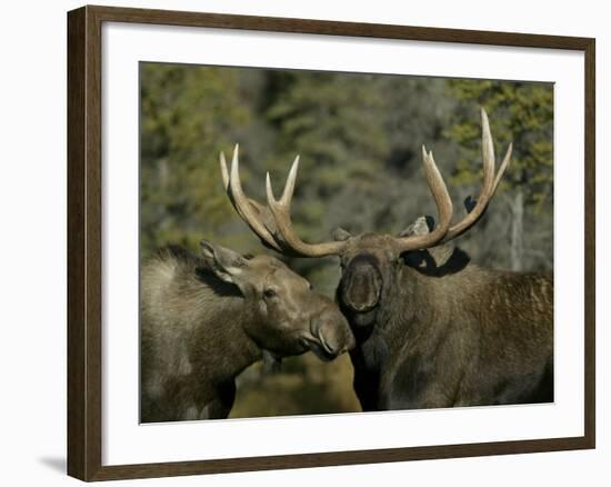 Close-up of Male and Female Moose Nuzzle, Anchorage, Alaska, USA-Arthur Morris-Framed Photographic Print