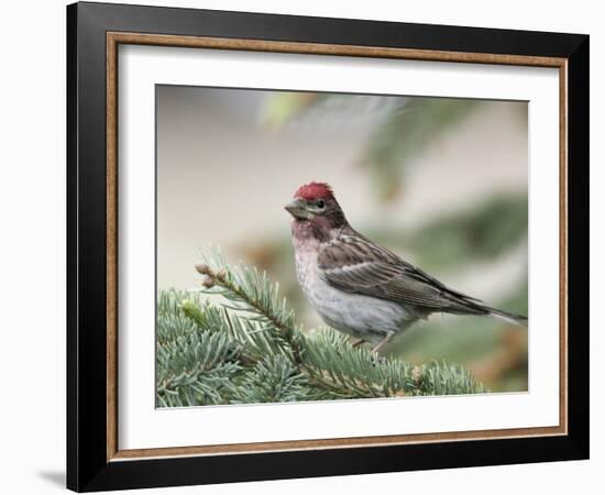 Close-up of Male Cassin's Finch in Pine Tree, Kamloops, British Columbia, Canada-Arthur Morris-Framed Photographic Print