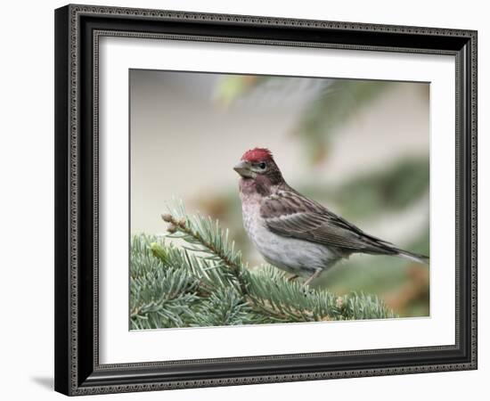 Close-up of Male Cassin's Finch in Pine Tree, Kamloops, British Columbia, Canada-Arthur Morris-Framed Photographic Print