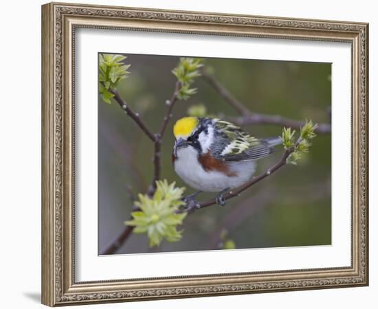 Close-up of Male Chestnut-Sided Warbler on Tree Limb,  Pt. Pelee National Park, Ontario, Canada-Arthur Morris-Framed Photographic Print