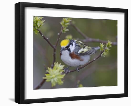 Close-up of Male Chestnut-Sided Warbler on Tree Limb,  Pt. Pelee National Park, Ontario, Canada-Arthur Morris-Framed Photographic Print