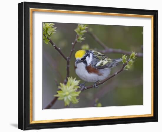 Close-up of Male Chestnut-Sided Warbler on Tree Limb,  Pt. Pelee National Park, Ontario, Canada-Arthur Morris-Framed Photographic Print