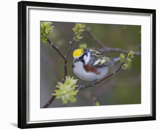 Close-up of Male Chestnut-Sided Warbler on Tree Limb,  Pt. Pelee National Park, Ontario, Canada-Arthur Morris-Framed Photographic Print