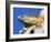 Close-Up of Male Iguana on Tree, Lighthouse Point, Florida, USA-Joanne Williams-Framed Photographic Print