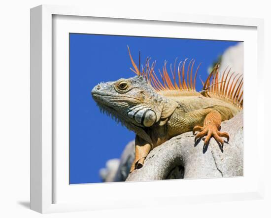 Close-Up of Male Iguana on Tree, Lighthouse Point, Florida, USA-Joanne Williams-Framed Photographic Print