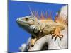 Close-Up of Male Iguana on Tree, Lighthouse Point, Florida, USA-Joanne Williams-Mounted Photographic Print