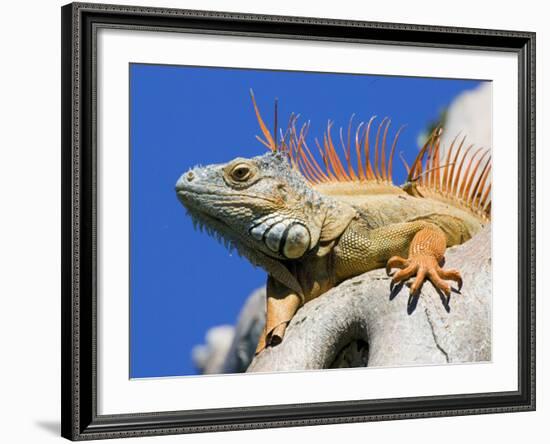 Close-Up of Male Iguana on Tree, Lighthouse Point, Florida, USA-Joanne Williams-Framed Photographic Print