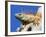 Close-Up of Male Iguana on Tree, Lighthouse Point, Florida, USA-Joanne Williams-Framed Photographic Print