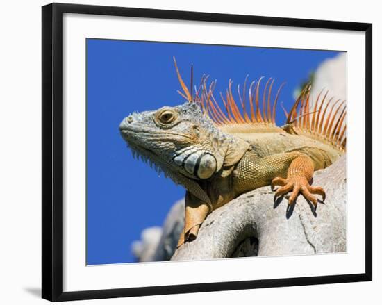Close-Up of Male Iguana on Tree, Lighthouse Point, Florida, USA-Joanne Williams-Framed Photographic Print