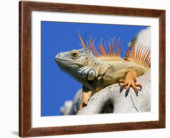 Close-Up of Male Iguana on Tree, Lighthouse Point, Florida, USA-Joanne Williams-Framed Photographic Print