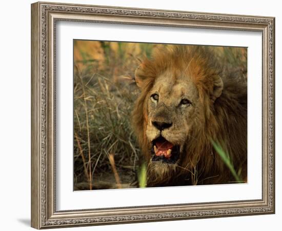 Close-Up of Male Lion (Panthera Leo), Mala Mala Game Reserve, Sabi Sand Park, South Africa, Africa-Sergio Pitamitz-Framed Photographic Print