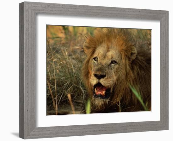 Close-Up of Male Lion (Panthera Leo), Mala Mala Game Reserve, Sabi Sand Park, South Africa, Africa-Sergio Pitamitz-Framed Photographic Print