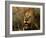 Close-Up of Male Lion (Panthera Leo), Mala Mala Game Reserve, Sabi Sand Park, South Africa, Africa-Sergio Pitamitz-Framed Photographic Print