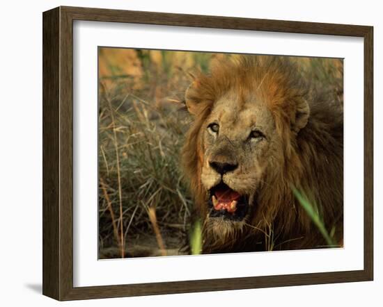 Close-Up of Male Lion (Panthera Leo), Mala Mala Game Reserve, Sabi Sand Park, South Africa, Africa-Sergio Pitamitz-Framed Photographic Print