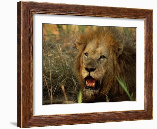 Close-Up of Male Lion (Panthera Leo), Mala Mala Game Reserve, Sabi Sand Park, South Africa, Africa-Sergio Pitamitz-Framed Photographic Print