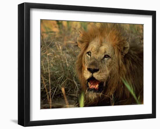 Close-Up of Male Lion (Panthera Leo), Mala Mala Game Reserve, Sabi Sand Park, South Africa, Africa-Sergio Pitamitz-Framed Photographic Print
