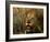 Close-Up of Male Lion (Panthera Leo), Mala Mala Game Reserve, Sabi Sand Park, South Africa, Africa-Sergio Pitamitz-Framed Photographic Print