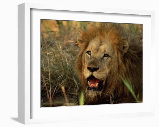 Close-Up of Male Lion (Panthera Leo), Mala Mala Game Reserve, Sabi Sand Park, South Africa, Africa-Sergio Pitamitz-Framed Photographic Print