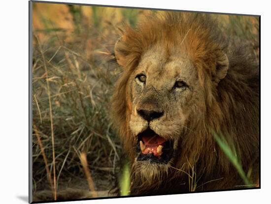 Close-Up of Male Lion (Panthera Leo), Mala Mala Game Reserve, Sabi Sand Park, South Africa, Africa-Sergio Pitamitz-Mounted Photographic Print